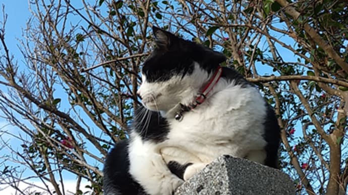 クロの日常。