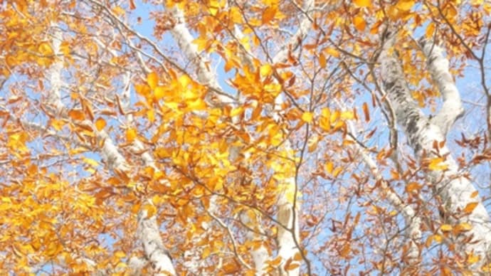 十二ヶ岳(秋の彩) Nov.10