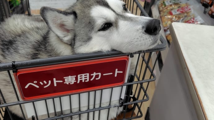 11月中旬で24℃でした