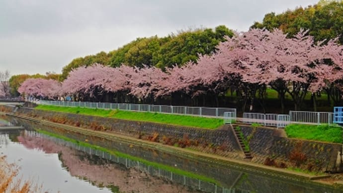 水尾川沿いの桜 2015