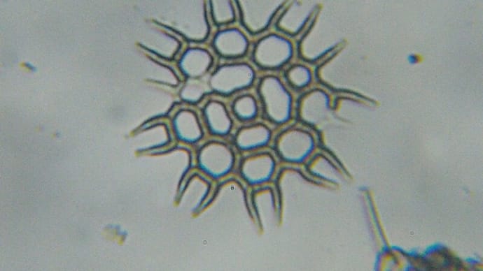 カヌーも使って夏休みの自由研究お助けプランでプランクトン観察