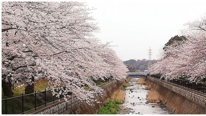宇田川のさくら・さくら