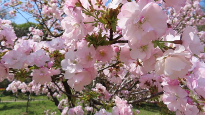 八重山古志他 桜各種