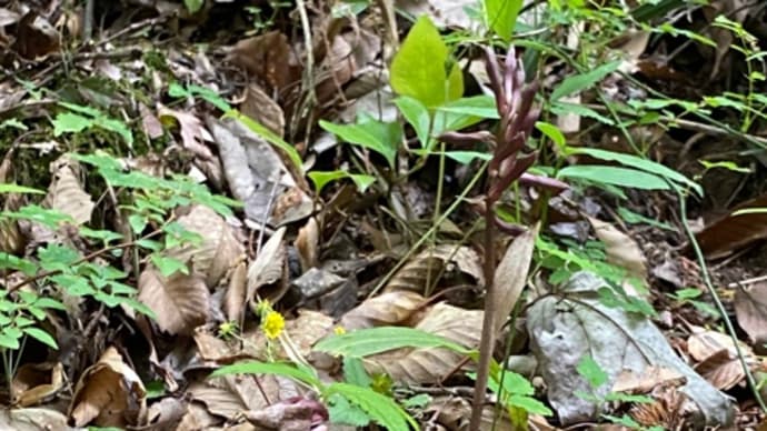 散歩路の花も咲きそうです。