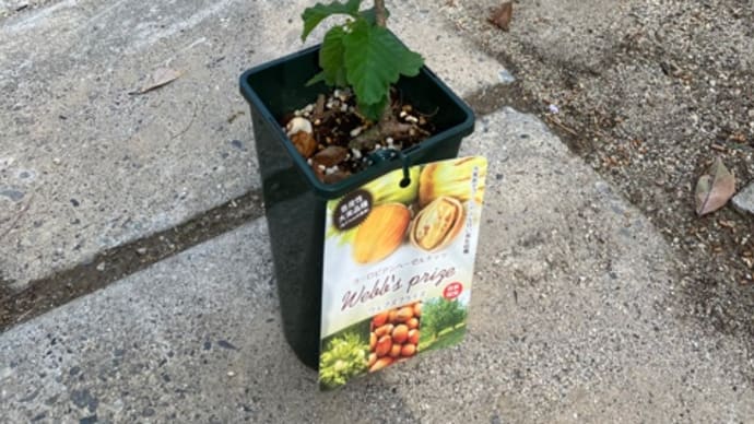ヘーゼルナッツ、植付け