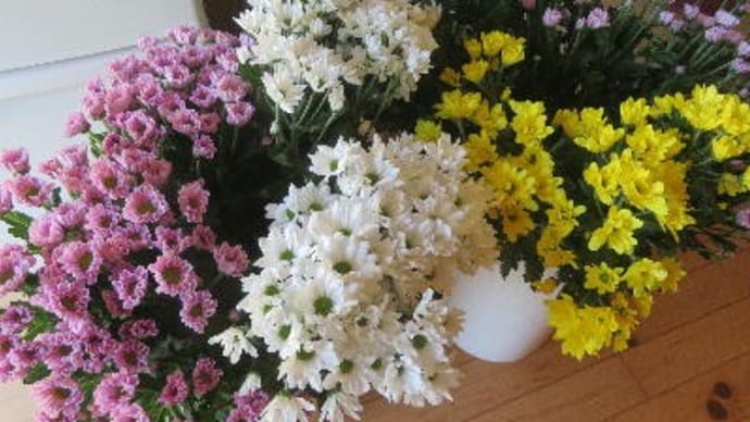 今日はお彼岸の入り~ペットのお墓~