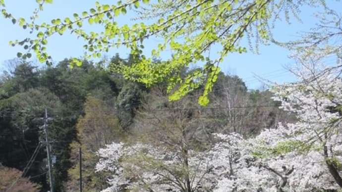 山科疏水の桜～京都