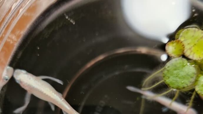 父の日のプレゼント
