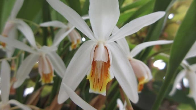 6月の原種セロジネ・フラクシダ Coel flaccida