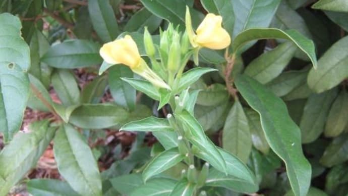 月見草（上林暁「花の精」）