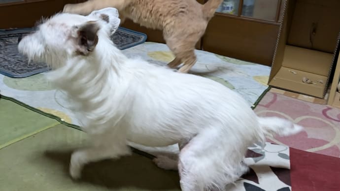 男同士