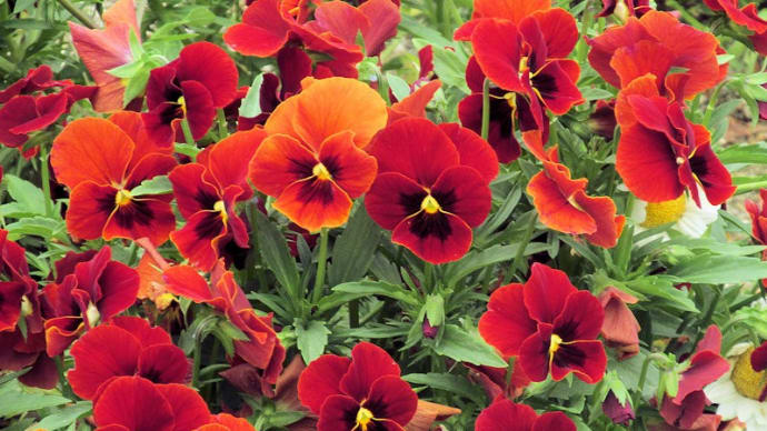5月の花 ４