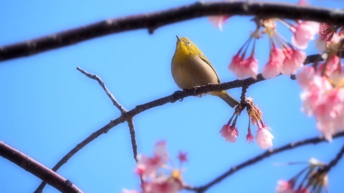 メジロ　～長崎あぐりの丘に咲く寒桜で～