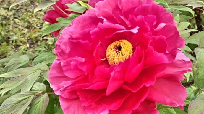 牡丹の花が咲きました!