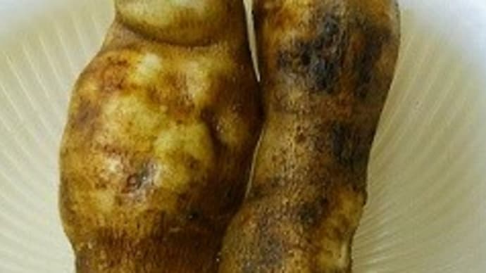 ヤーコンの効能 食べるだけでダイエット効果か