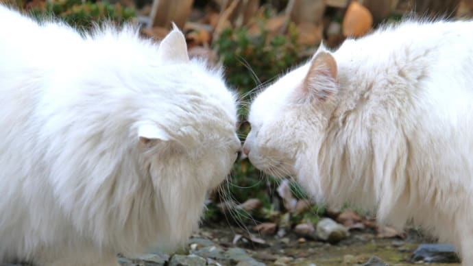 白猫二匹でホワイトXマス