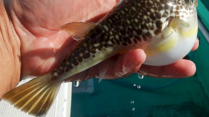 本日解禁、大原沖のショウサイフグ