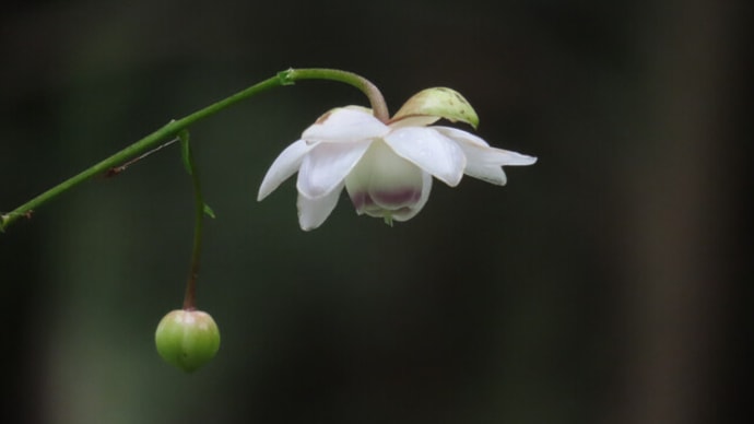 涼やかな薄紫の花たち~京都府立植物園2022/8下旬(1)