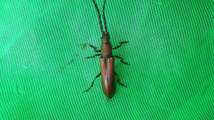 道南探索で出会ったカミキリムシ➀