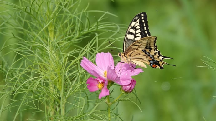 夏のとなり🦋