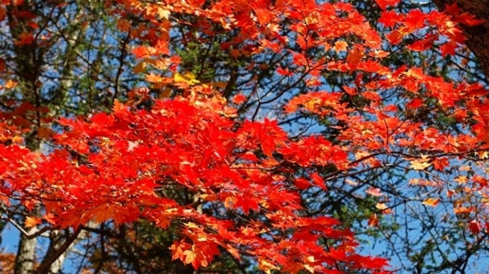 #4080 中禅寺湖畔の紅葉('14 とちぎ秋)
