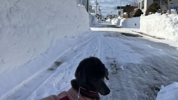 排雪まだです。