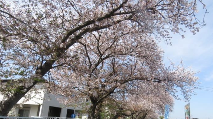 雨宮日記 4月6日(水) サクラが散り始めてきいました