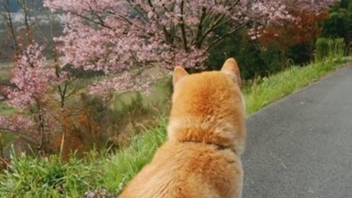 菊丸とサクラ🌸2020