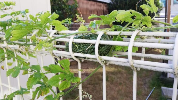 主夫の野菜作り なんでそこに?
