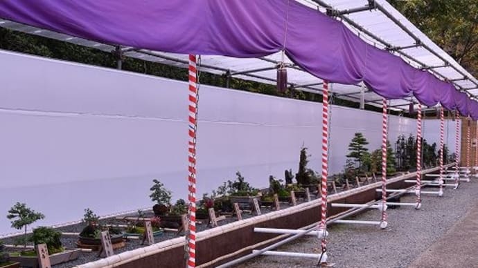 県立フラワーセンター 菊花展