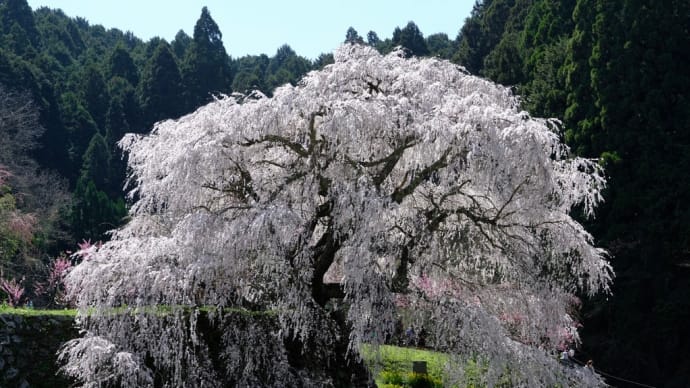 今年も又兵衛桜に会いに行きました(1)