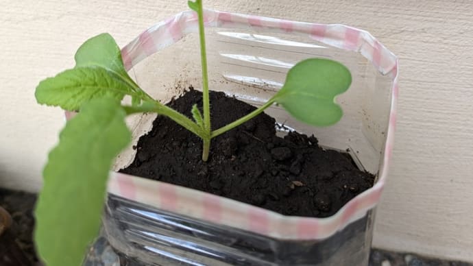 大根の葉っぱ