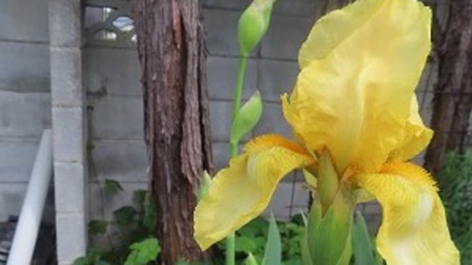 花たち次々と
