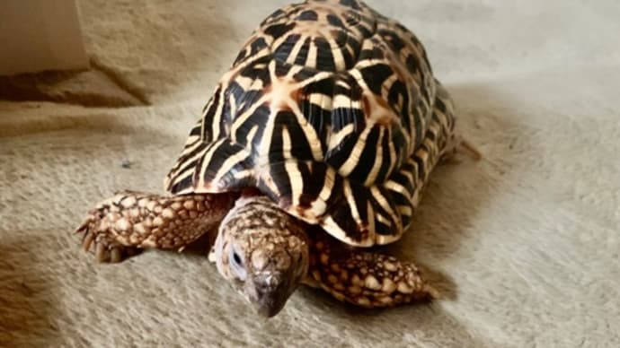 ☆ホシガメ☆バイキンマンが気になるねwww(*´∇`)ノ