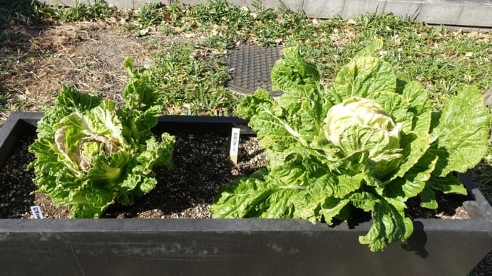 駅前の伝統野菜の菜園、他…名古屋駅界隈の風景 その2