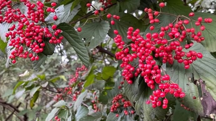 ツバメが旅立つ頃の北多摩の森