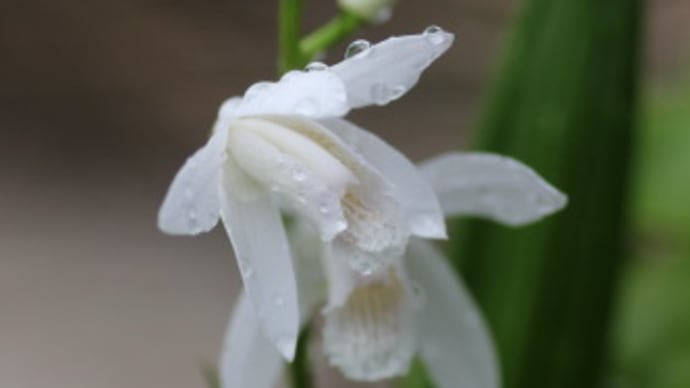 白花紫蘭