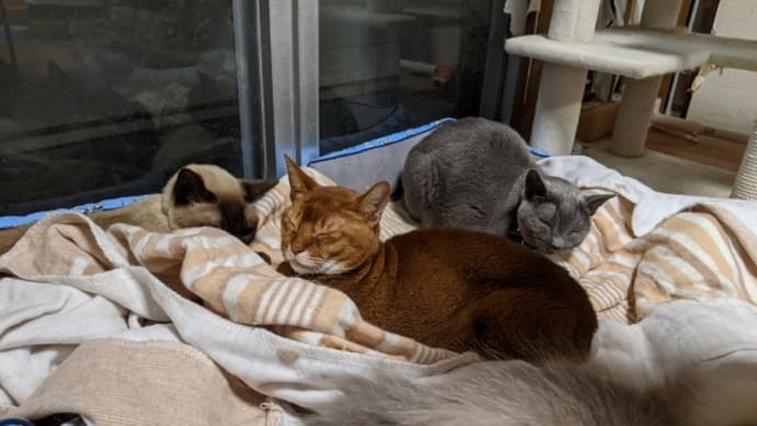 猫カフェについて。