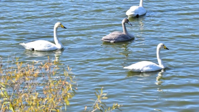 オオハクチョウが飛来、定着か? - 七次川調整池(千葉県白井市)