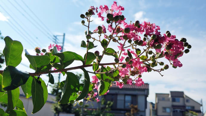 8月15日
