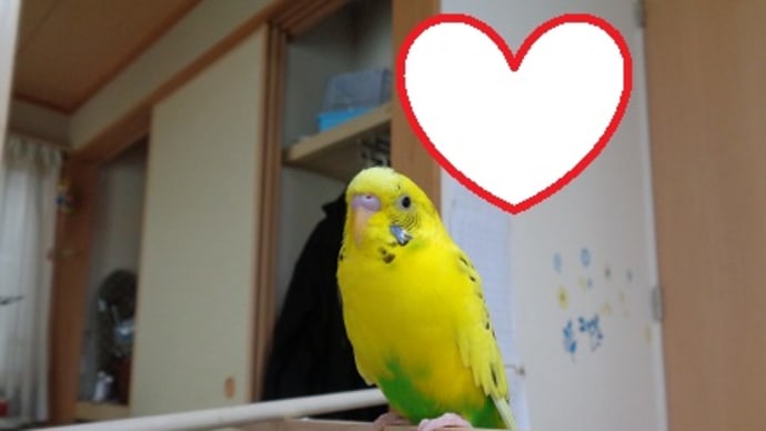 うとうとしているセキセイインコ