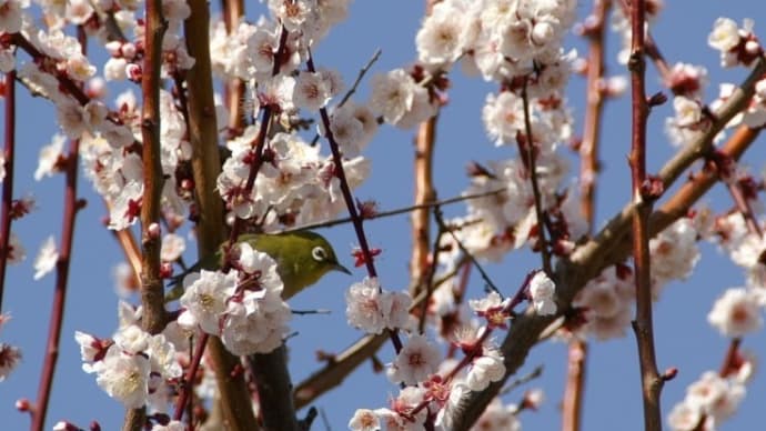 大阪城梅林のウメジロー🐤