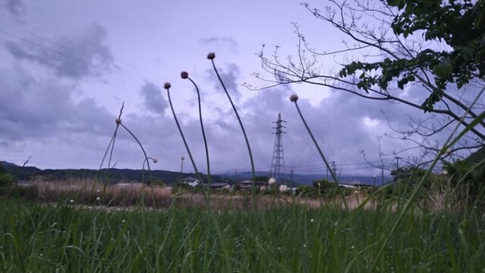 ヒメジオンとハルジオンの空