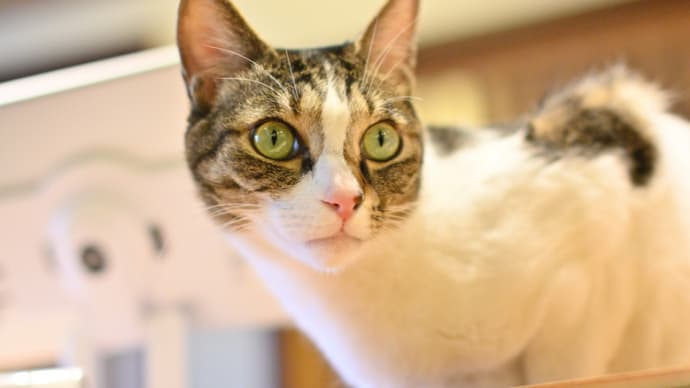 「猫の居る休憩所299」にて2