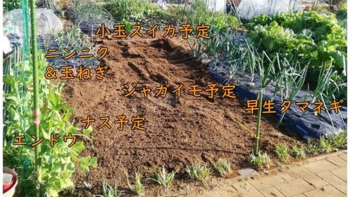 春野菜の植え付け準備、土づくり