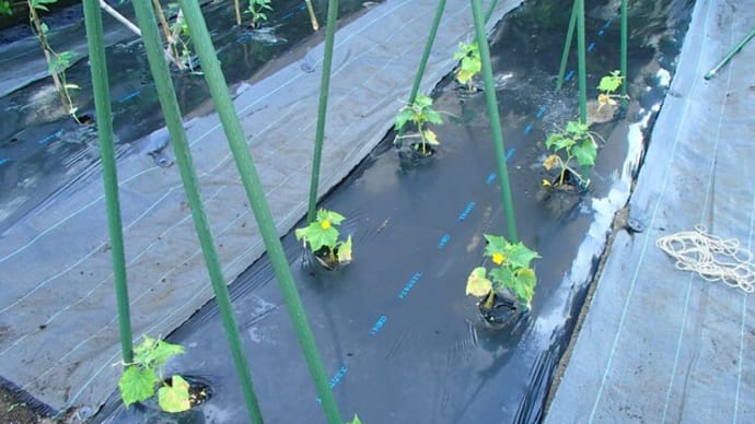 山芋の追加定植