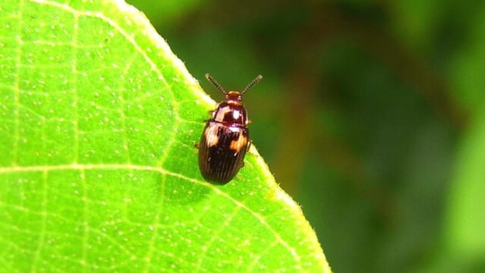 フタモンツヤゴミムシダマシかな?:朝のゴミ捨てついでの謎解き②