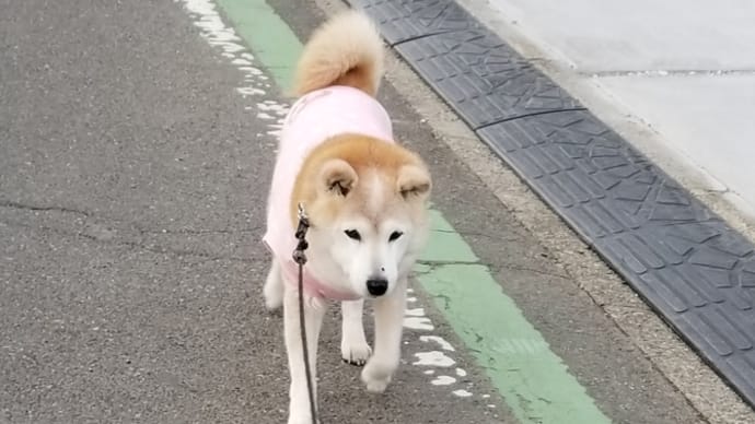 今日のクリンは、エンジンのかかりが悪い