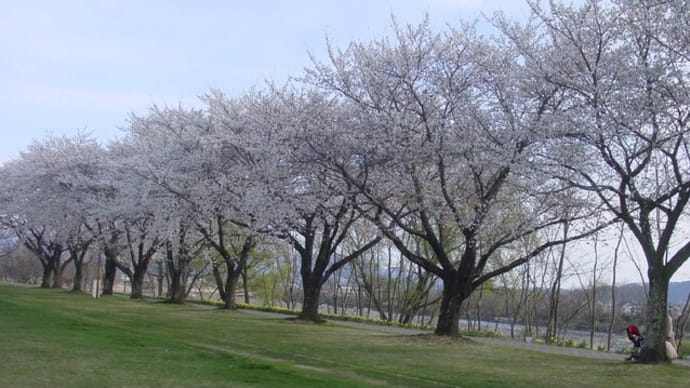 「千曲川の桜並木」