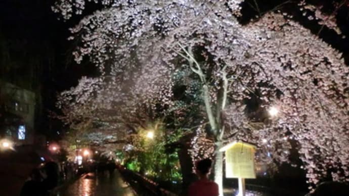 祇園白川の夜桜・２０１１年